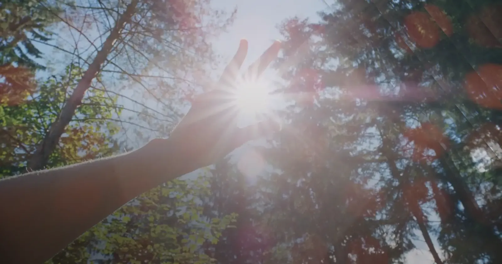 A hand reaching toward sunlight breaking through the trees in a British Columbia forest